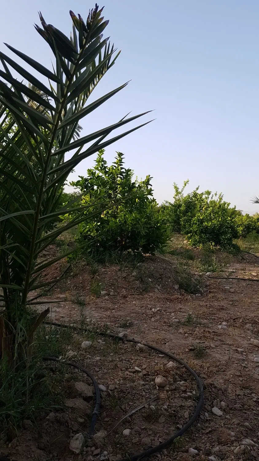 فروش باغشهری باغچه باغ