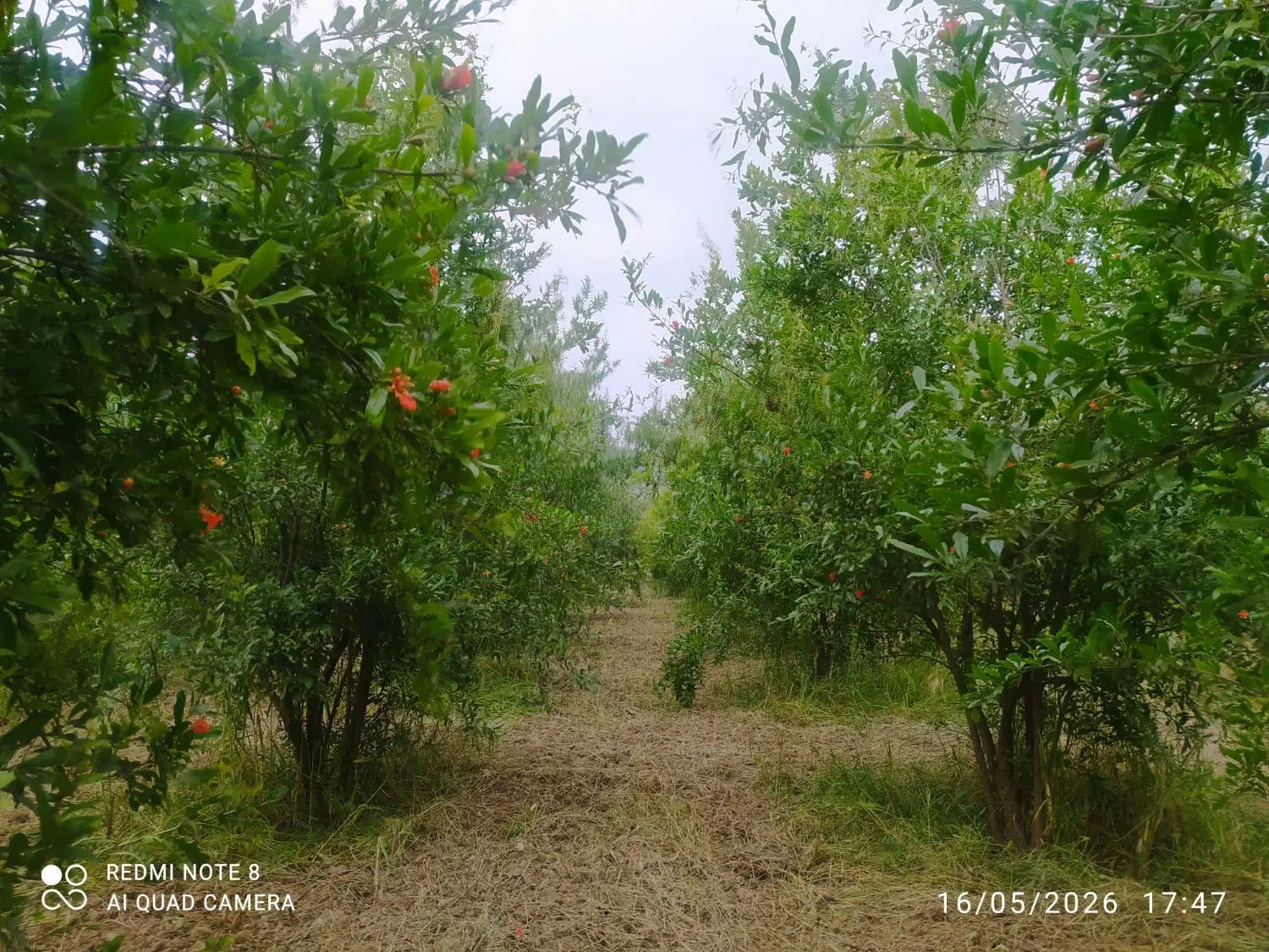 زمین باغی به متراژ ۱۲۶۰