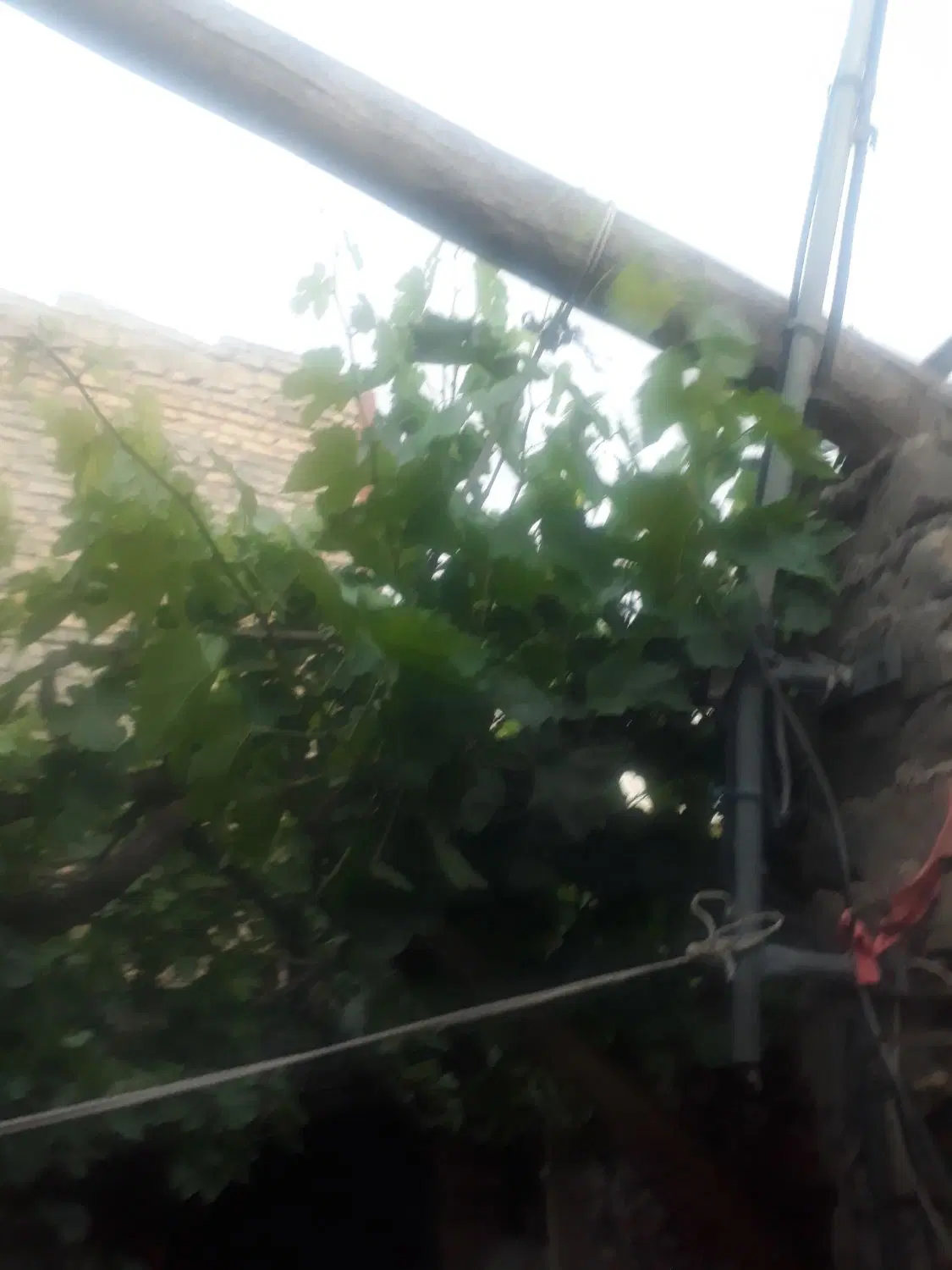 زمین اخر حسن اباد  بدون اب واسه زعفران کاشتن