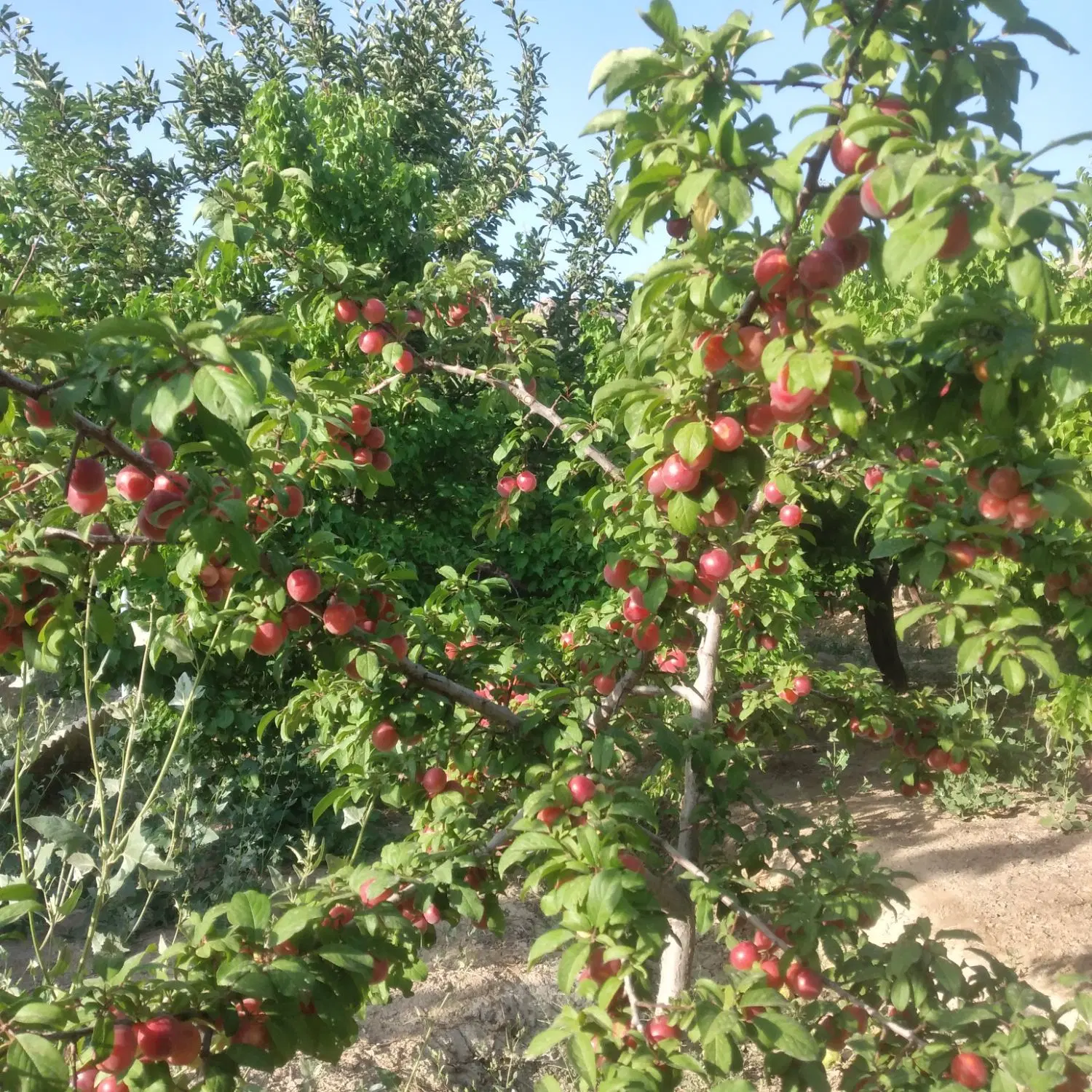 ویلا باغ روستای خوش آب‌وهوای آستانه