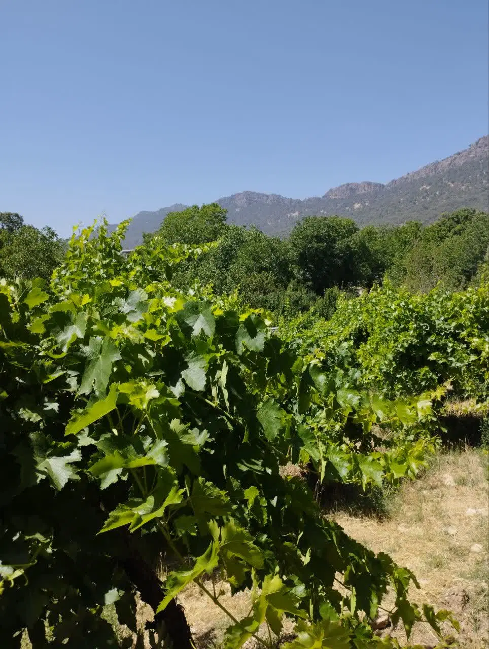 ۱۰۰۰متر زمین مناسب ساخت باغ ویلا در روستای مختار