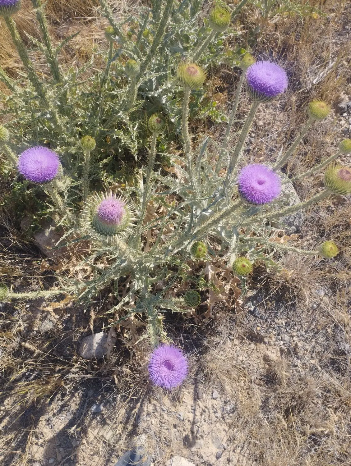زمین سایت کارگاهی