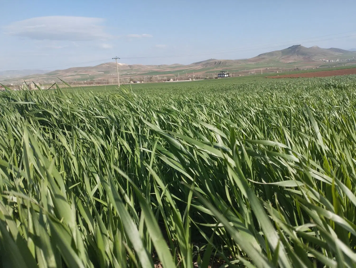 زمین کشاورزی