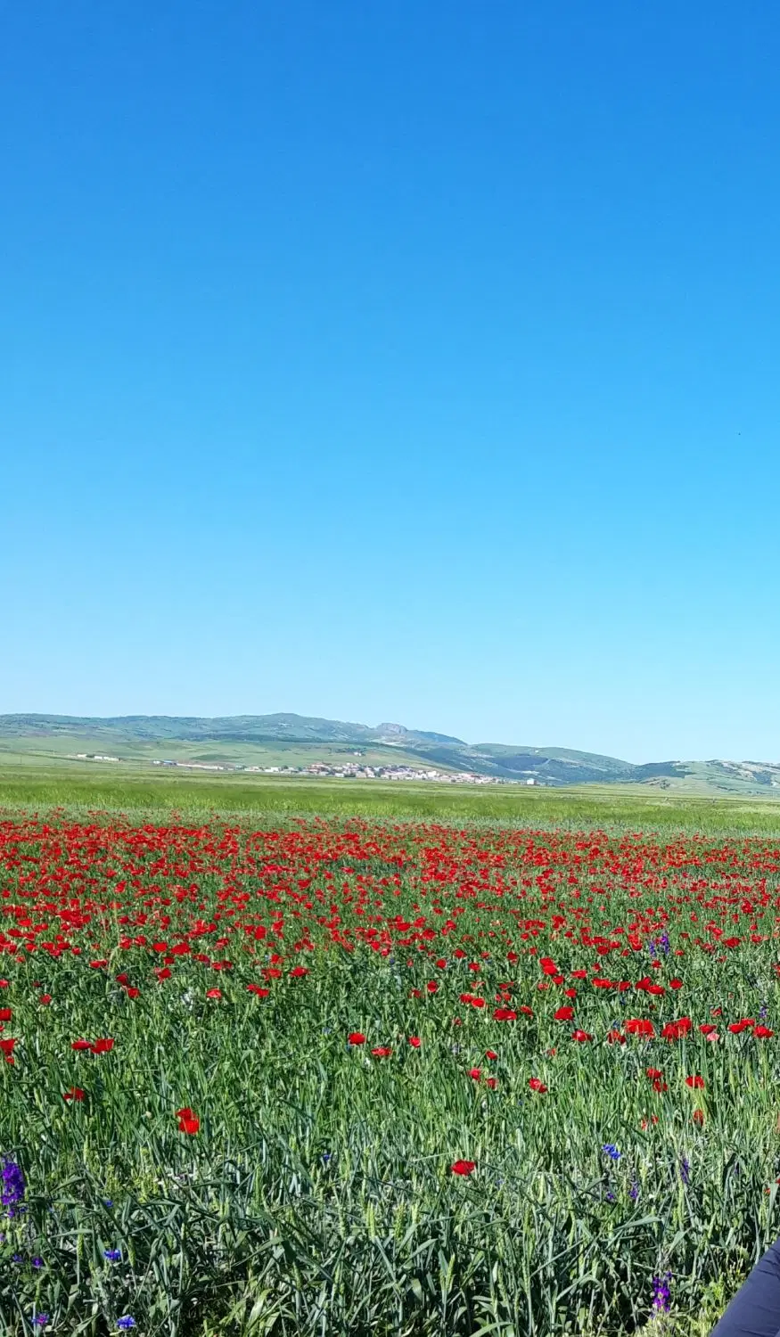 زمین ۸۰۰۰متری برجاده ننه کران فندقلو