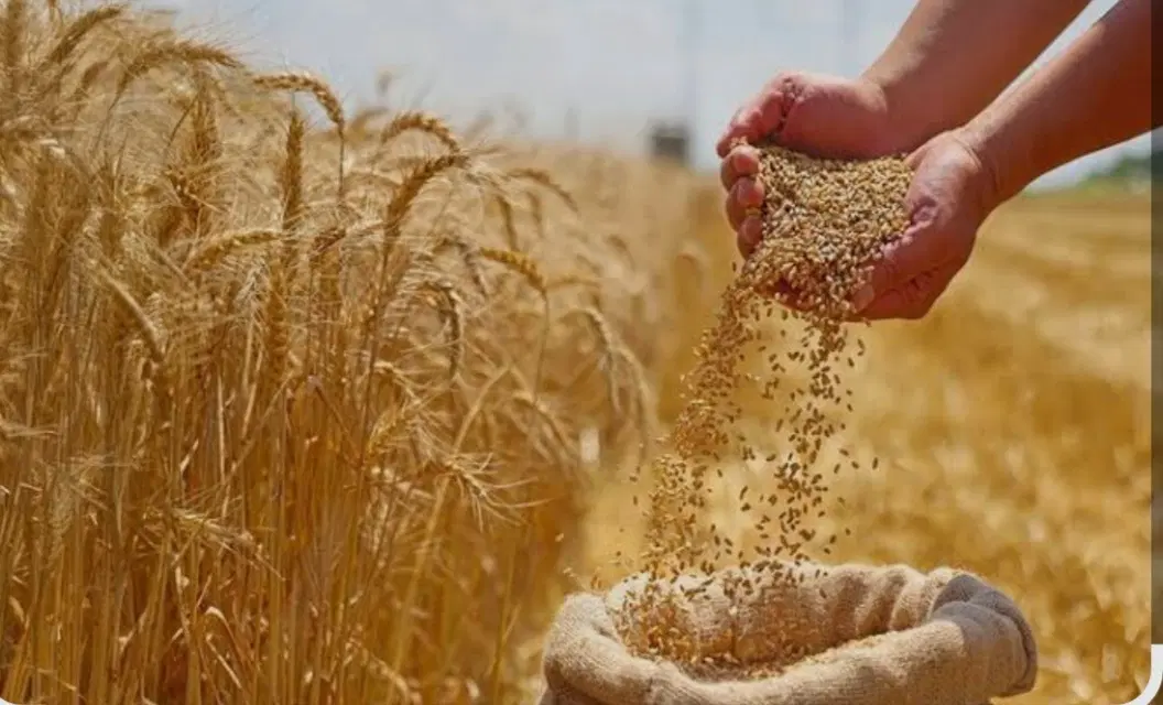 زمین دیم کشاورزی