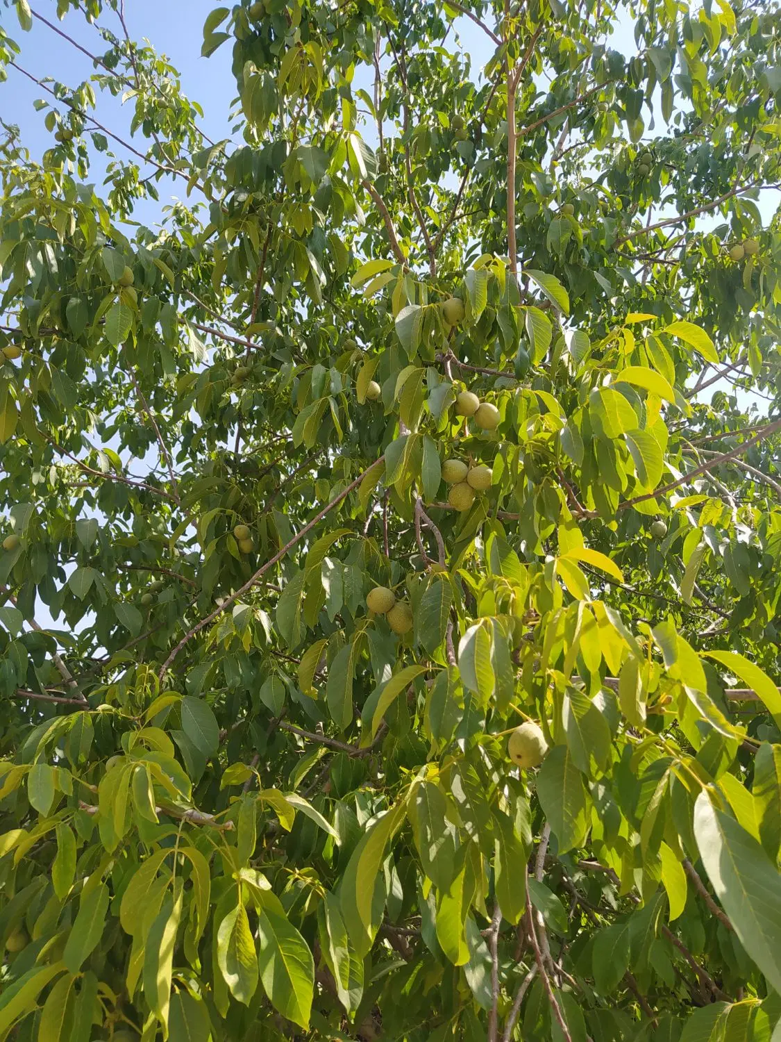 زمین وباغ گنجه ای