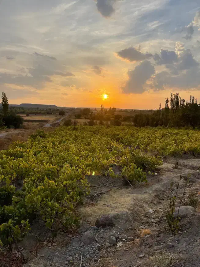 باغ انگور و میوه در روستای ارجق مشگین شهر
