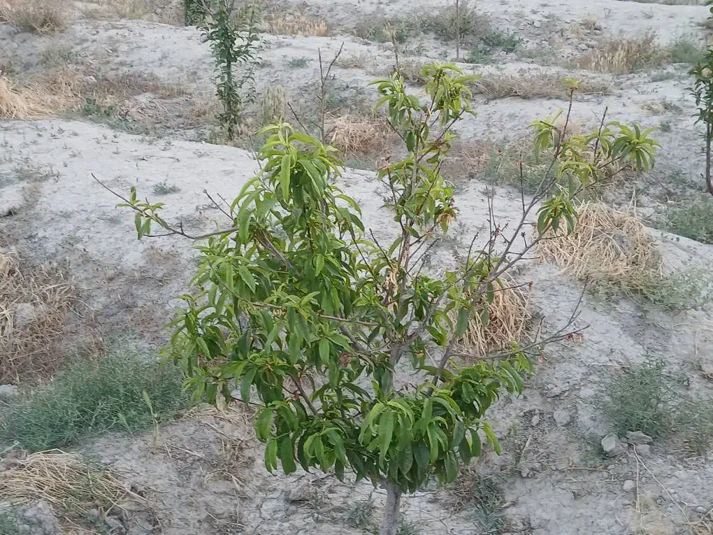 باغچه ۵۰۰ متری در ترپاق تپه