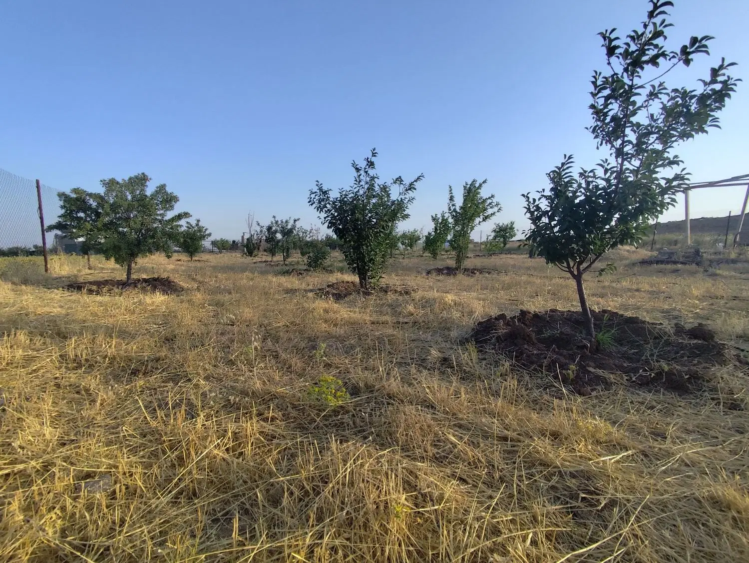 زمین ۲هزار متر محصور باغ میوه سیستم آبیاری قطره ای