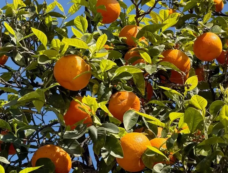 دو قطعه زمین زراعی بر خیابان اصلی، روبروی هتل یاس