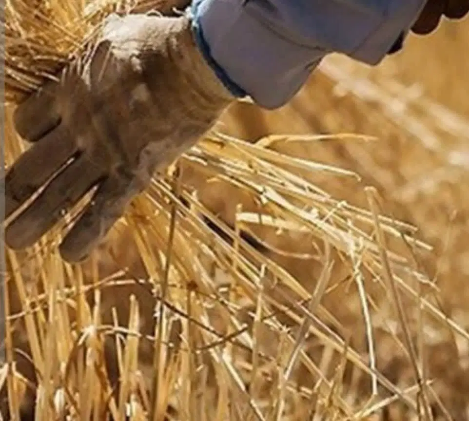 زمین کشاورزی آبی و دیمی