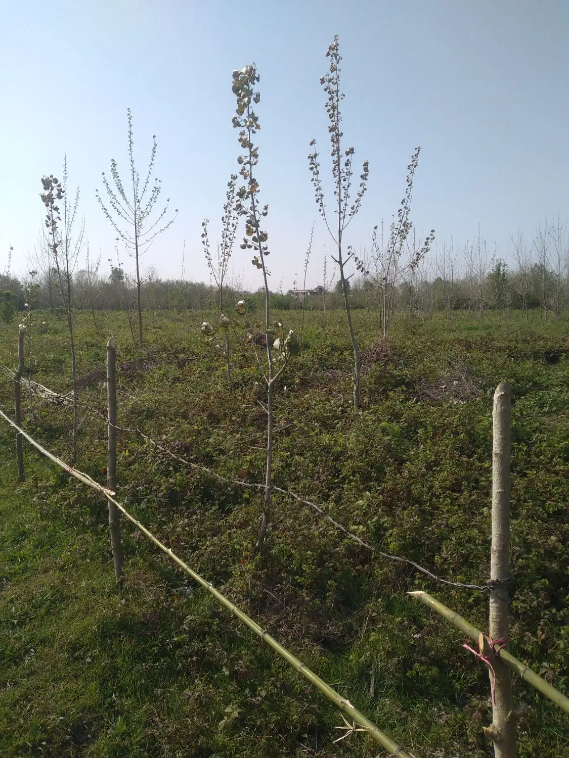 زمین مسکونی اطراف کوچصفهان روستای نواسطل باصفا