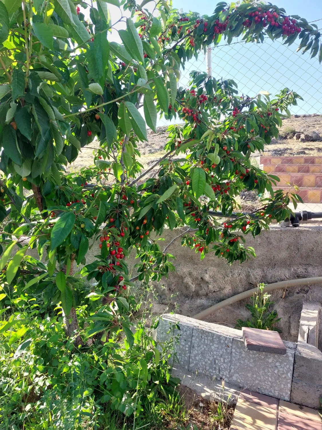 باغ اردبیل فول ۱۵۵۶ متر با خانه