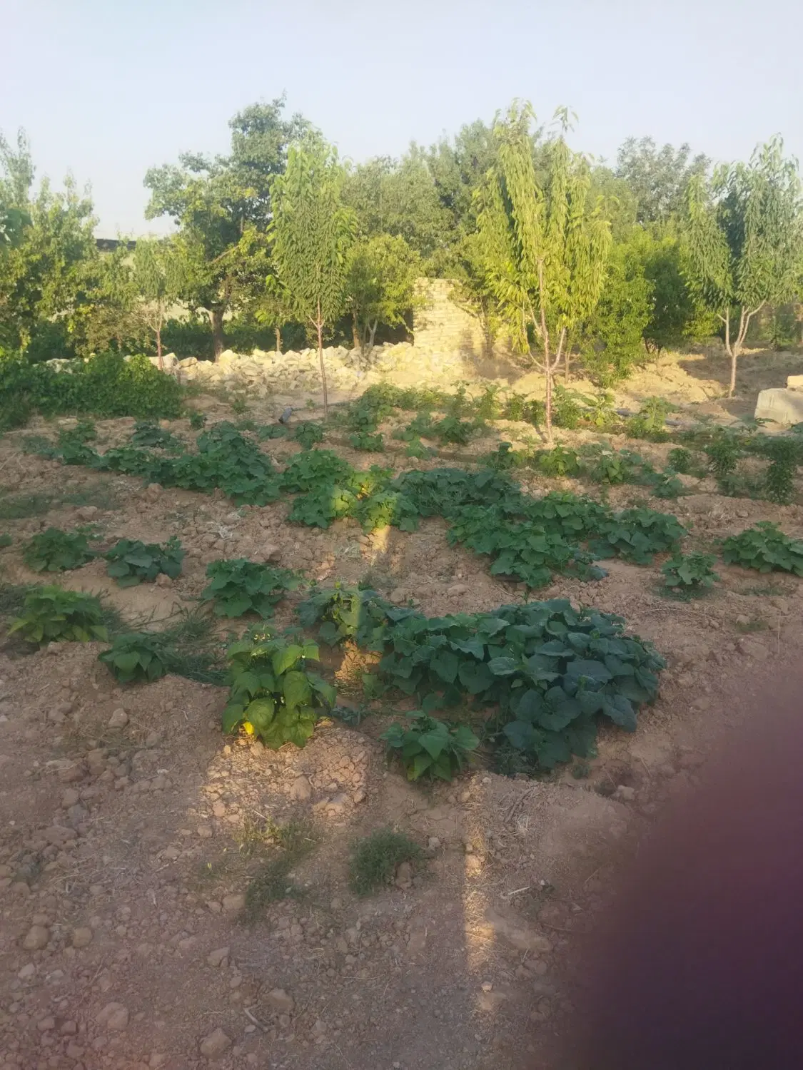 چهار دیواری 1100متر مرزیجران