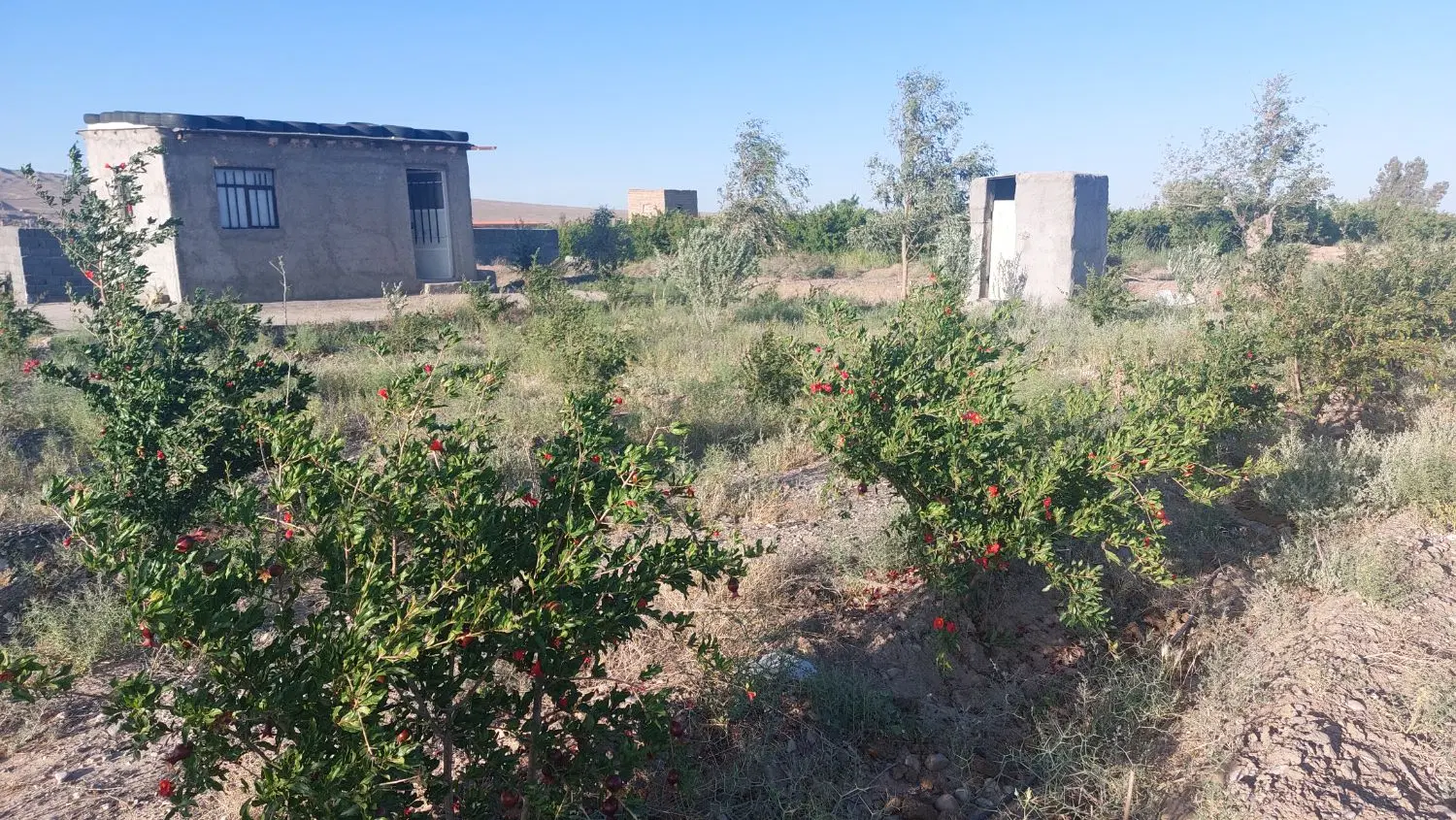 فروش باغ انار در سید قلی