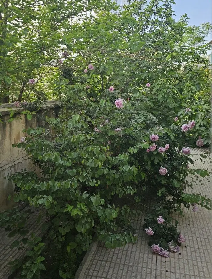 خانه ویلایی 455 متر زمین  جنوبی الهیه بلوار گلها