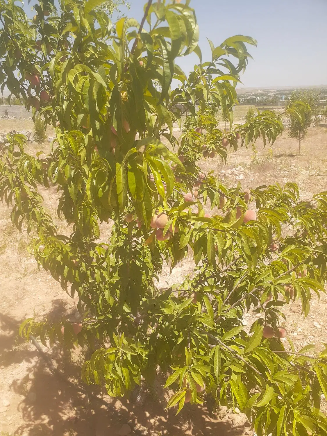 فروش باغ باغچه