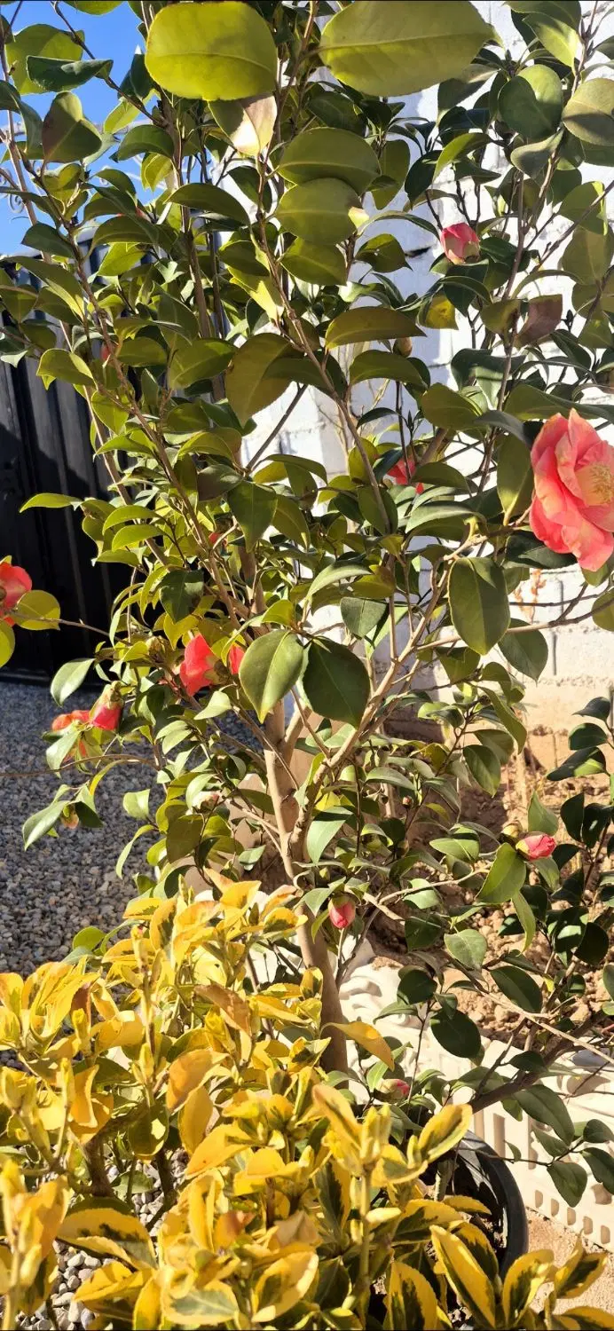 باغچه مدرن پشت بیستک