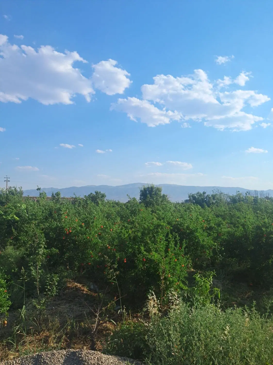 باغ محمود آباد