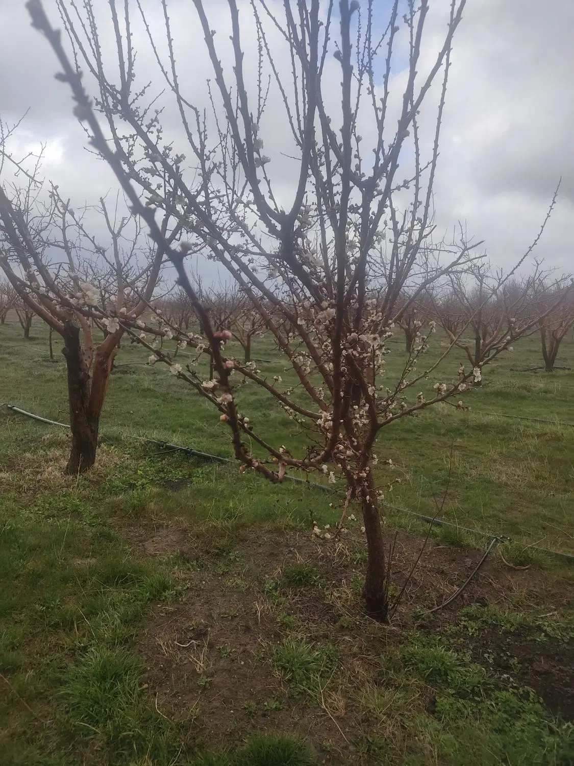3500 متر زمین باغی