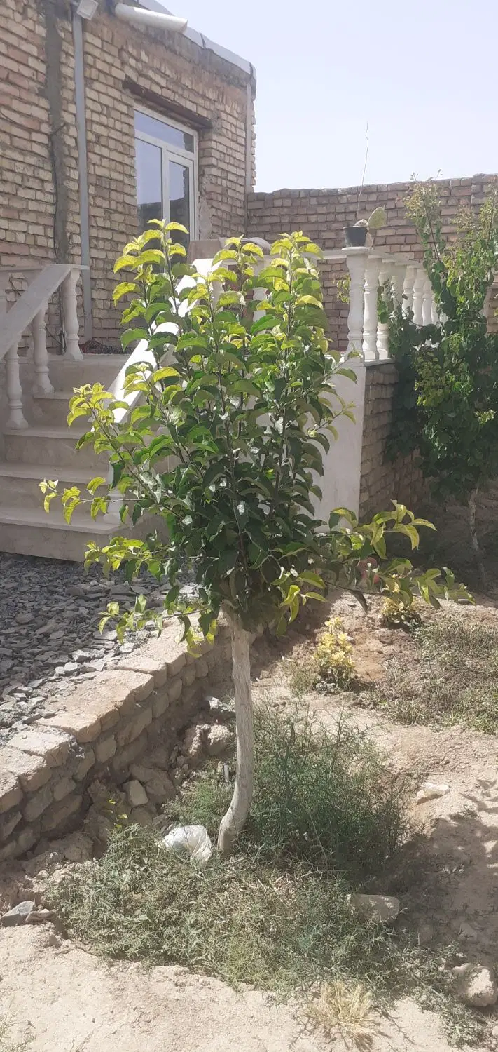 اجاره خانه و دامداری محمدیه