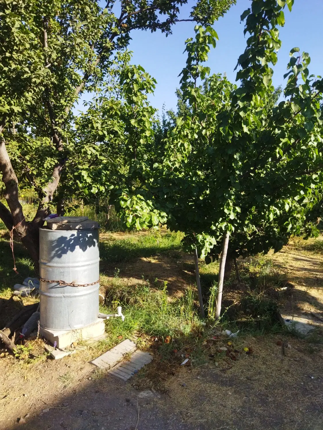 باغ سایان