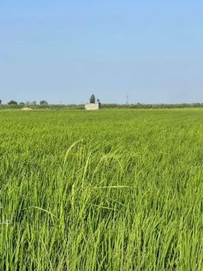 اجاره زمین کشاورزی