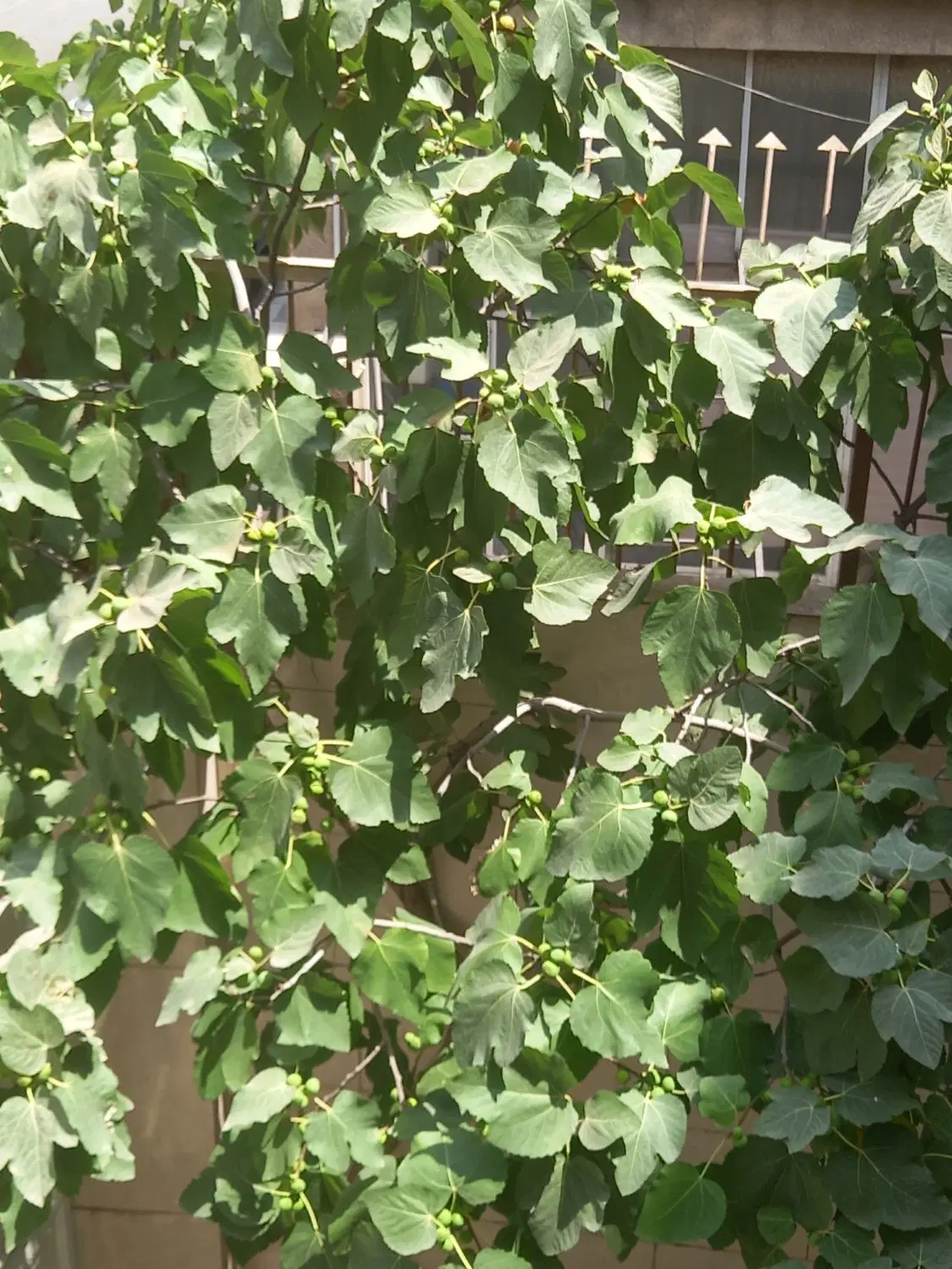 ۱۰۰مترملک کلنگی دارای مغازه تجاری در بافت فرسوده