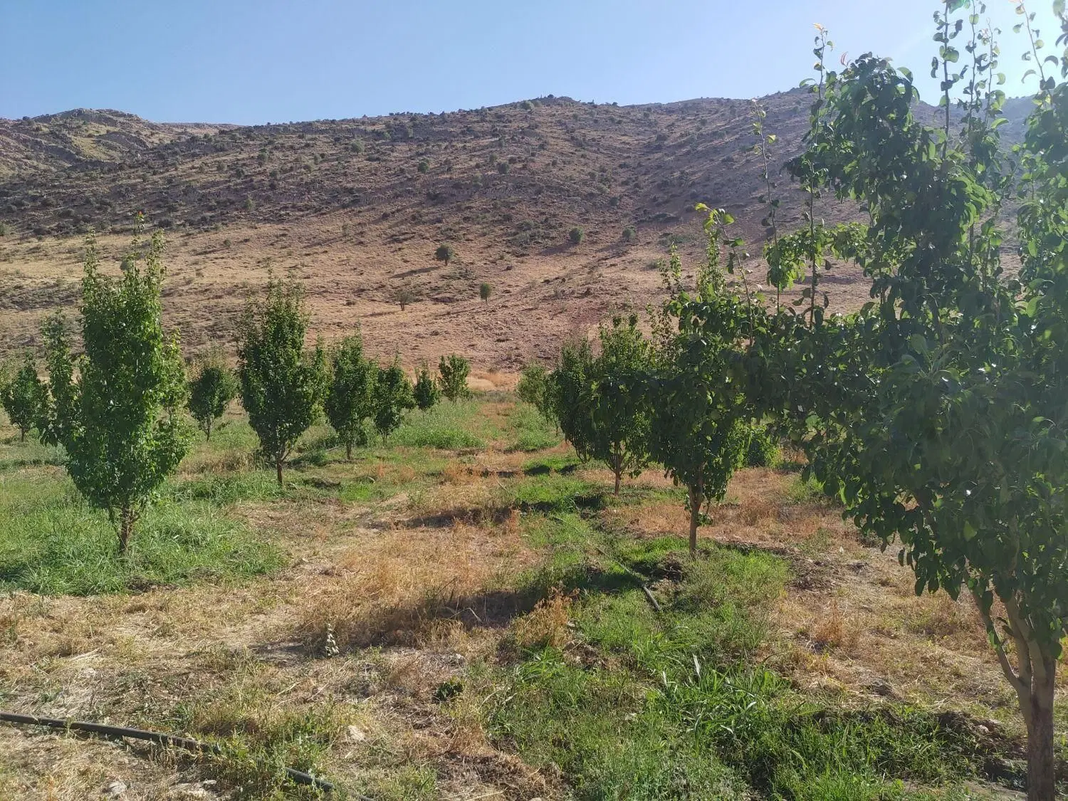 باغ ثمری گلابی و سیب