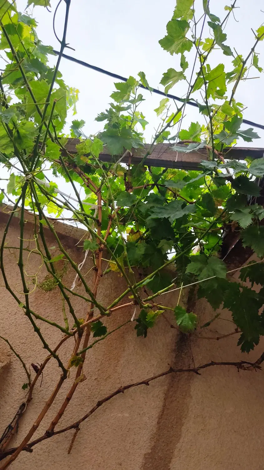خانه تیراهن در کوی نصرت اباد