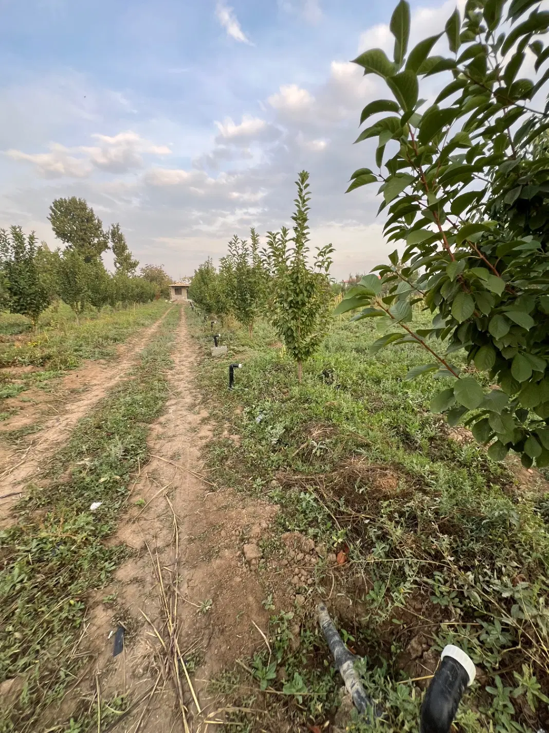 زمین کشاورزی ۱ طناب ج سلماس چنقرالو ( املاک عمارت)