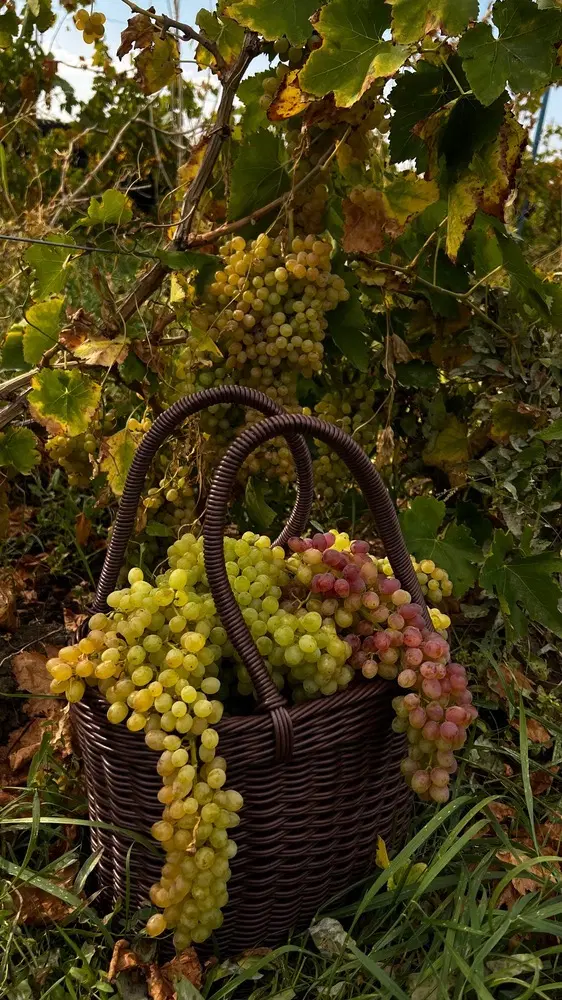 فروش باغ وباغچه