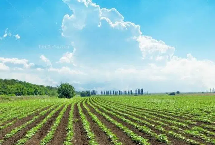 زمین کشاورزی