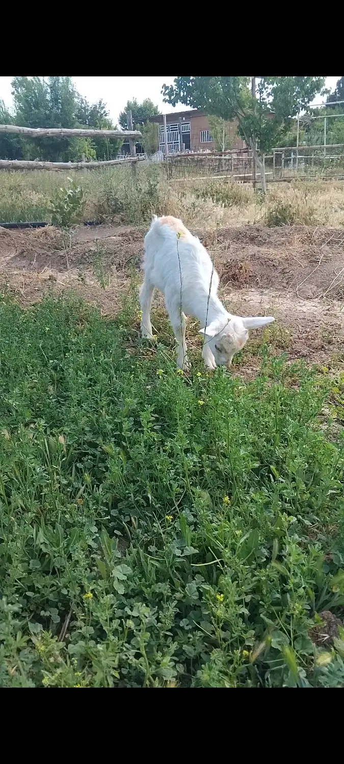 باغ