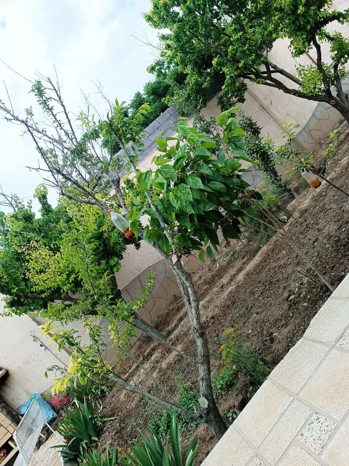 باغ ویلا