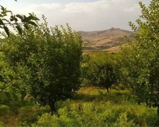 باغ