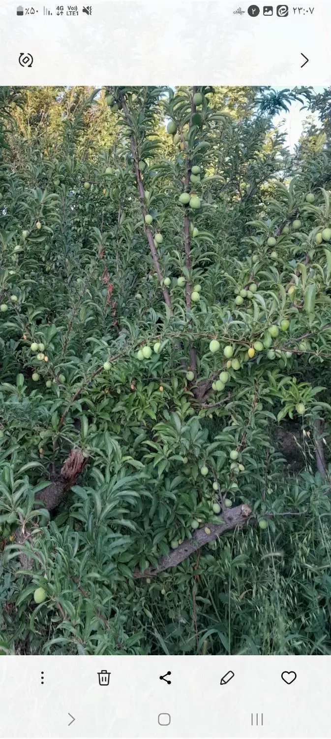 باغچه ۵۰۰ متری فیروز بهرام