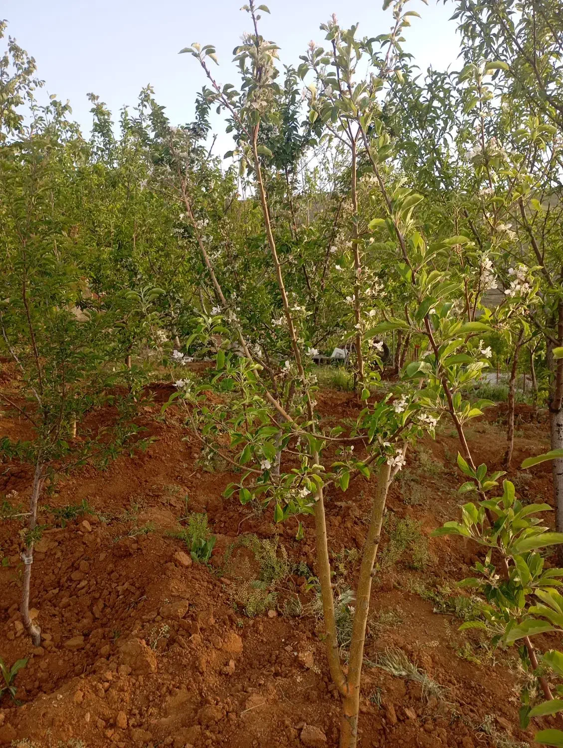 باغ پر حیدره بالاشهر