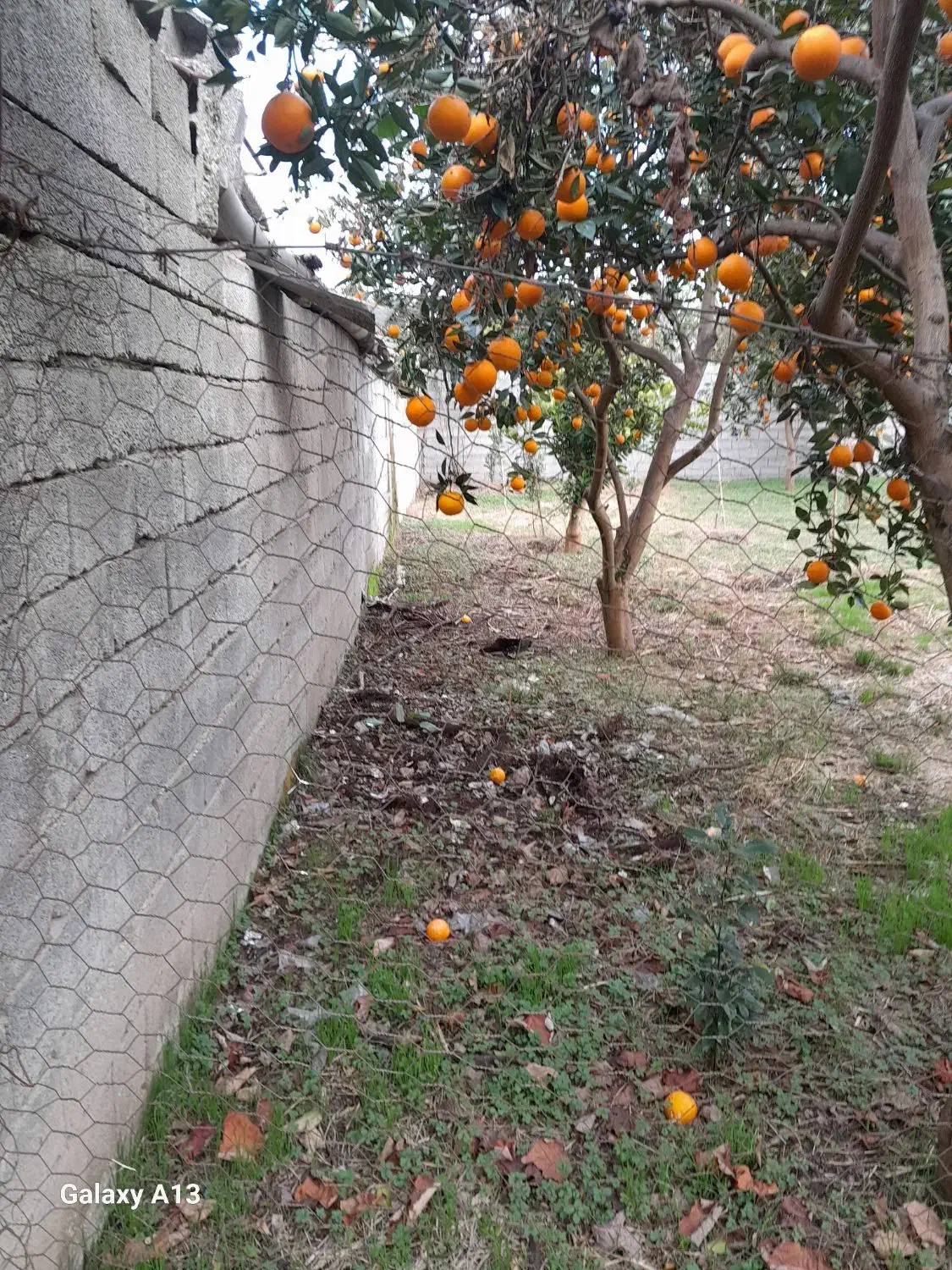 فروش زمین و خونه باغ ۷۱۷متری