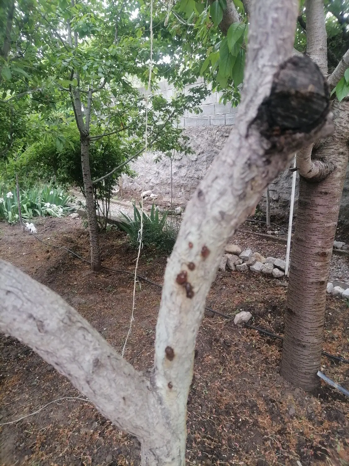 باغ عارفی