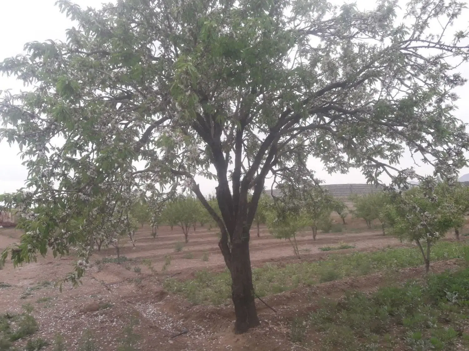 باغ 4دیواری جوزدان