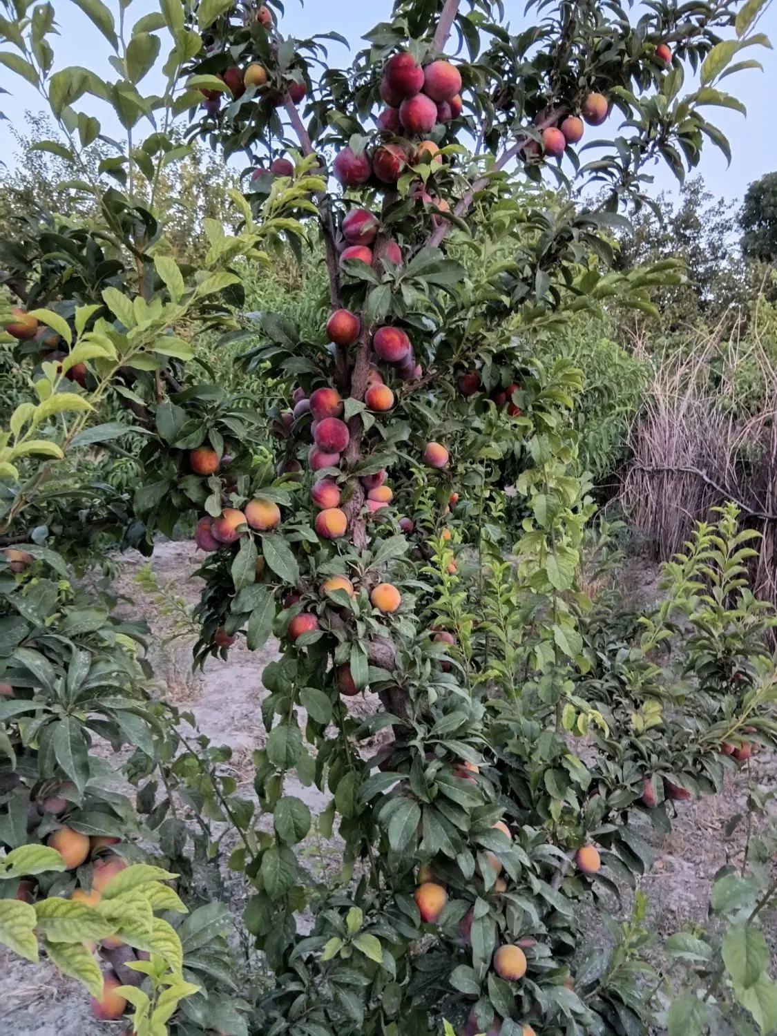 باغچه ۵۰۰ متری