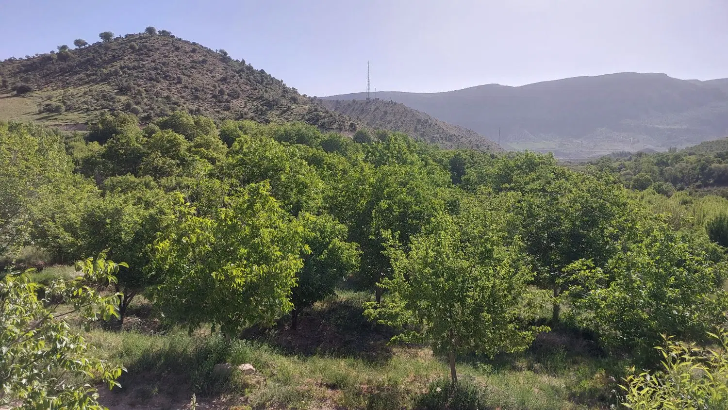 باغ ثمری با درختان ۲۵ساله تنگ سرخ