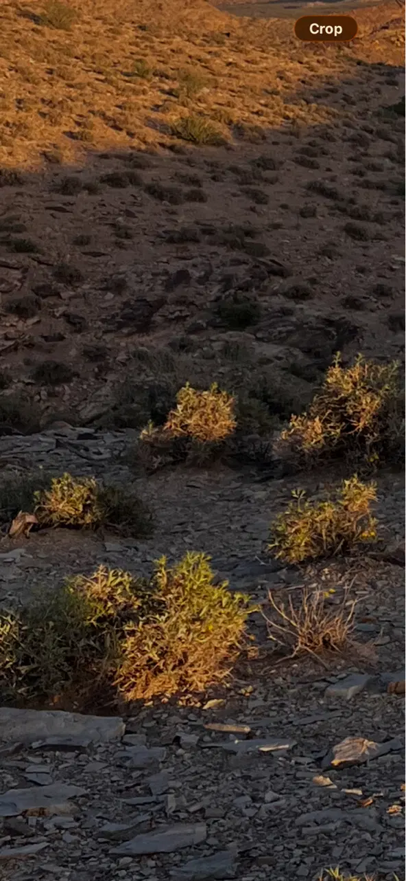 زمین سفیدک