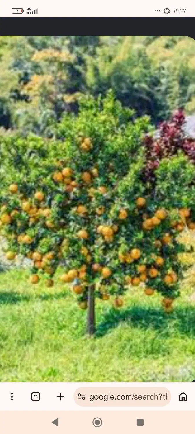 زمین سهیلیه مناسب ساخت345