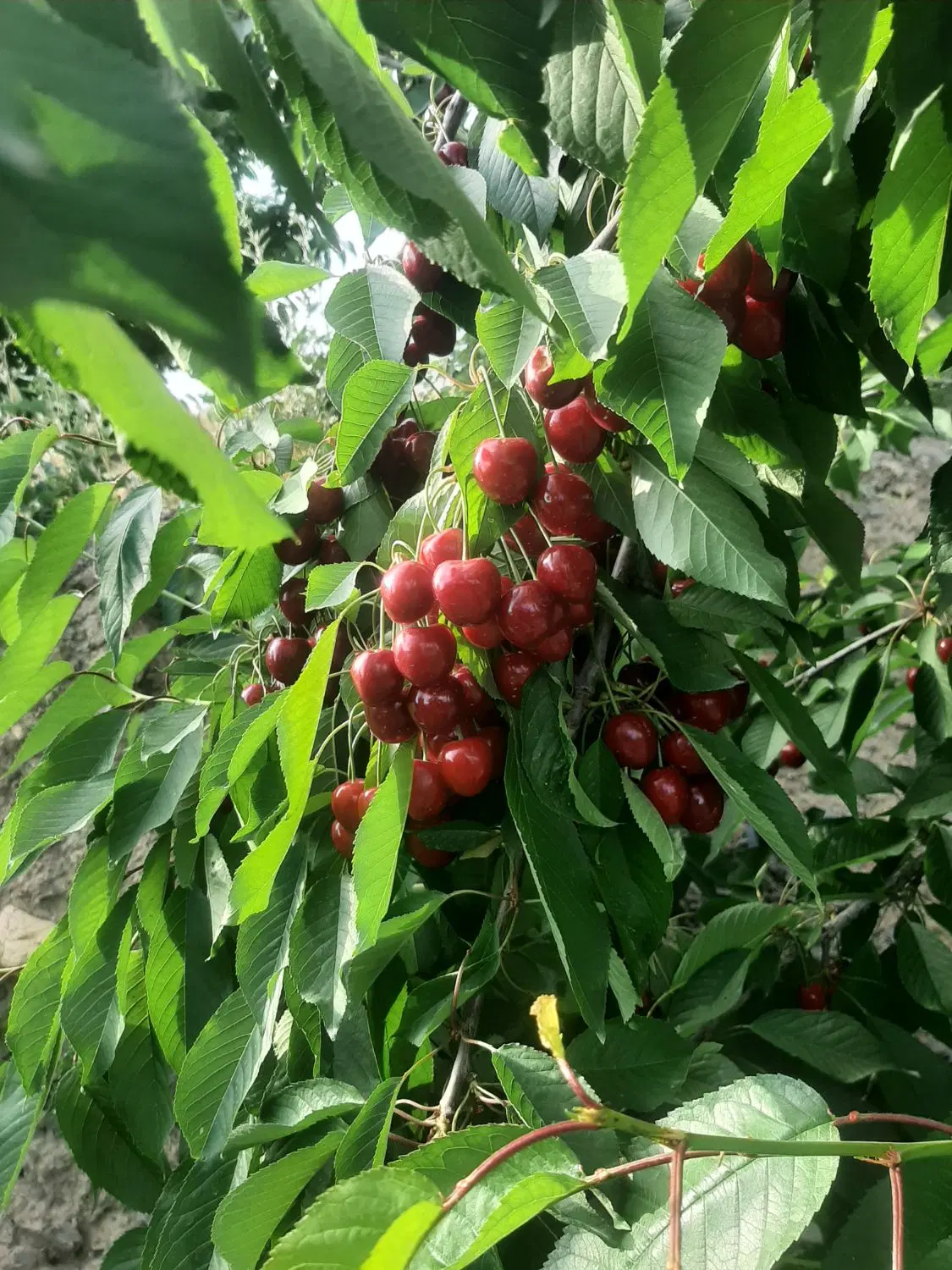 باغ ویلا دوقطعه روستای بالندر