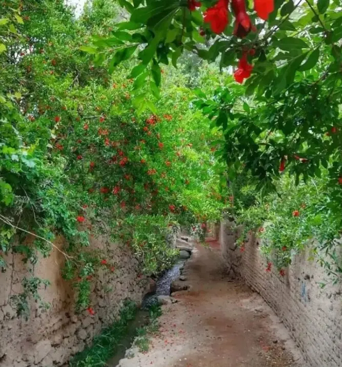 چند مورد باغچه محدوده قصردشت و چمران