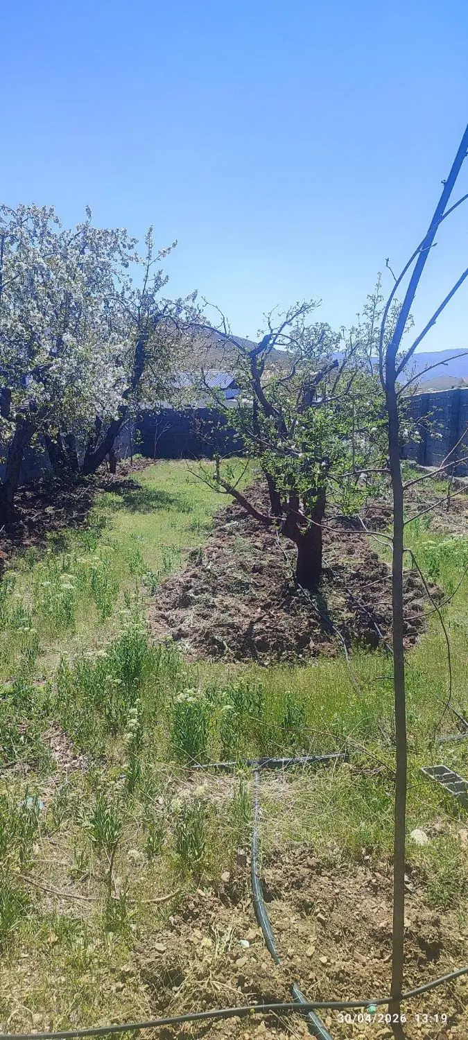 زمین باغ آبسرد روستای زان