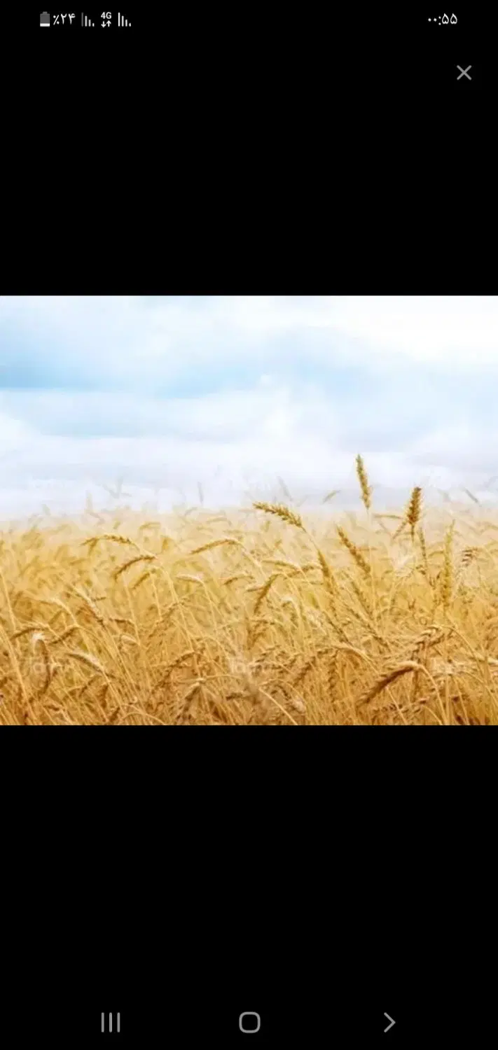 فروش ۱۲ کیسه زمین دیم