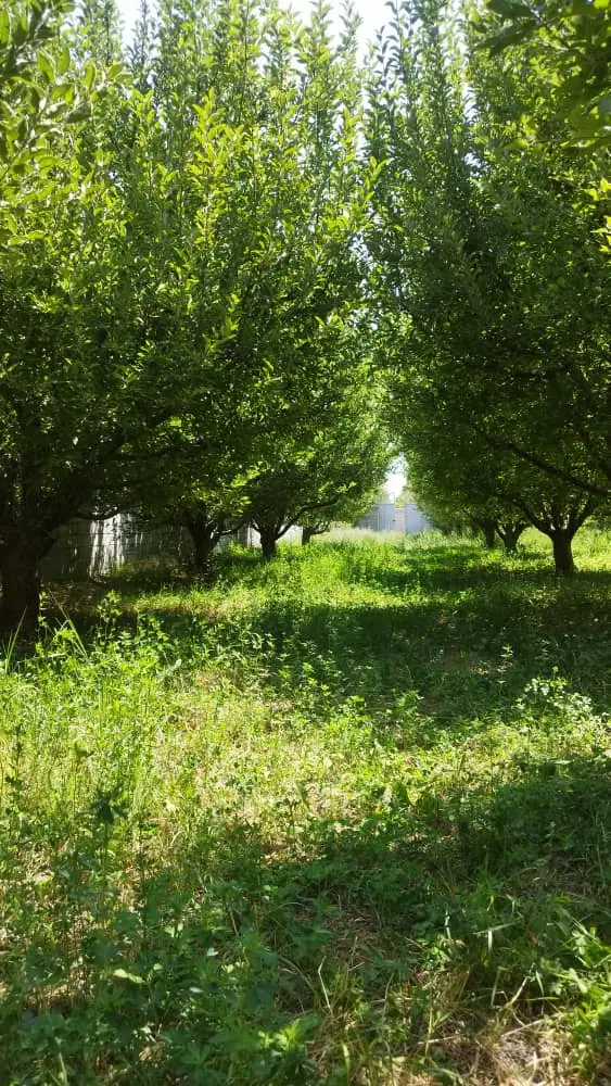 باغچه ۱۰۰۰متری برق چاه منطقه ویلایی سنتو مرادعلی